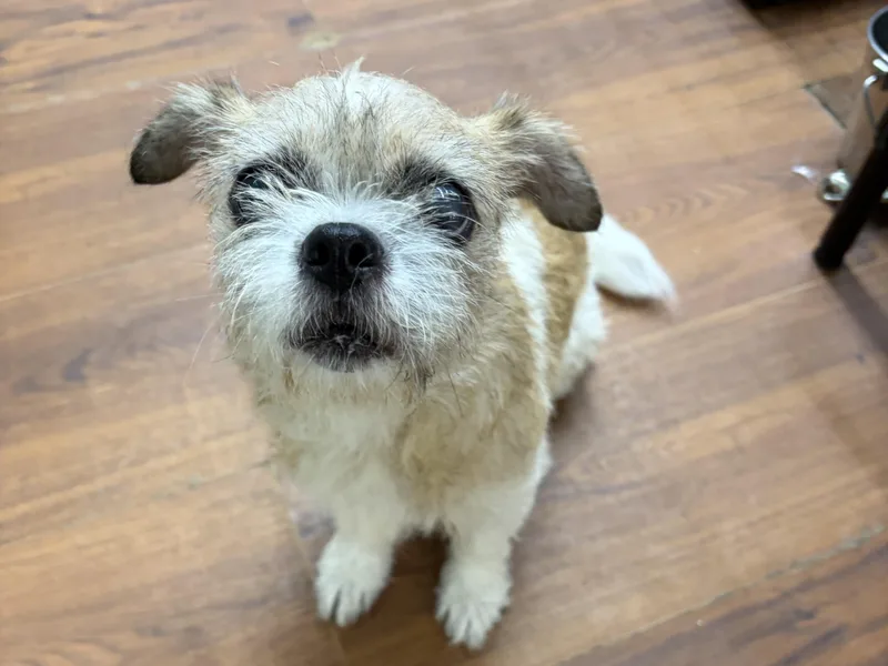 Lola thumbnail 2