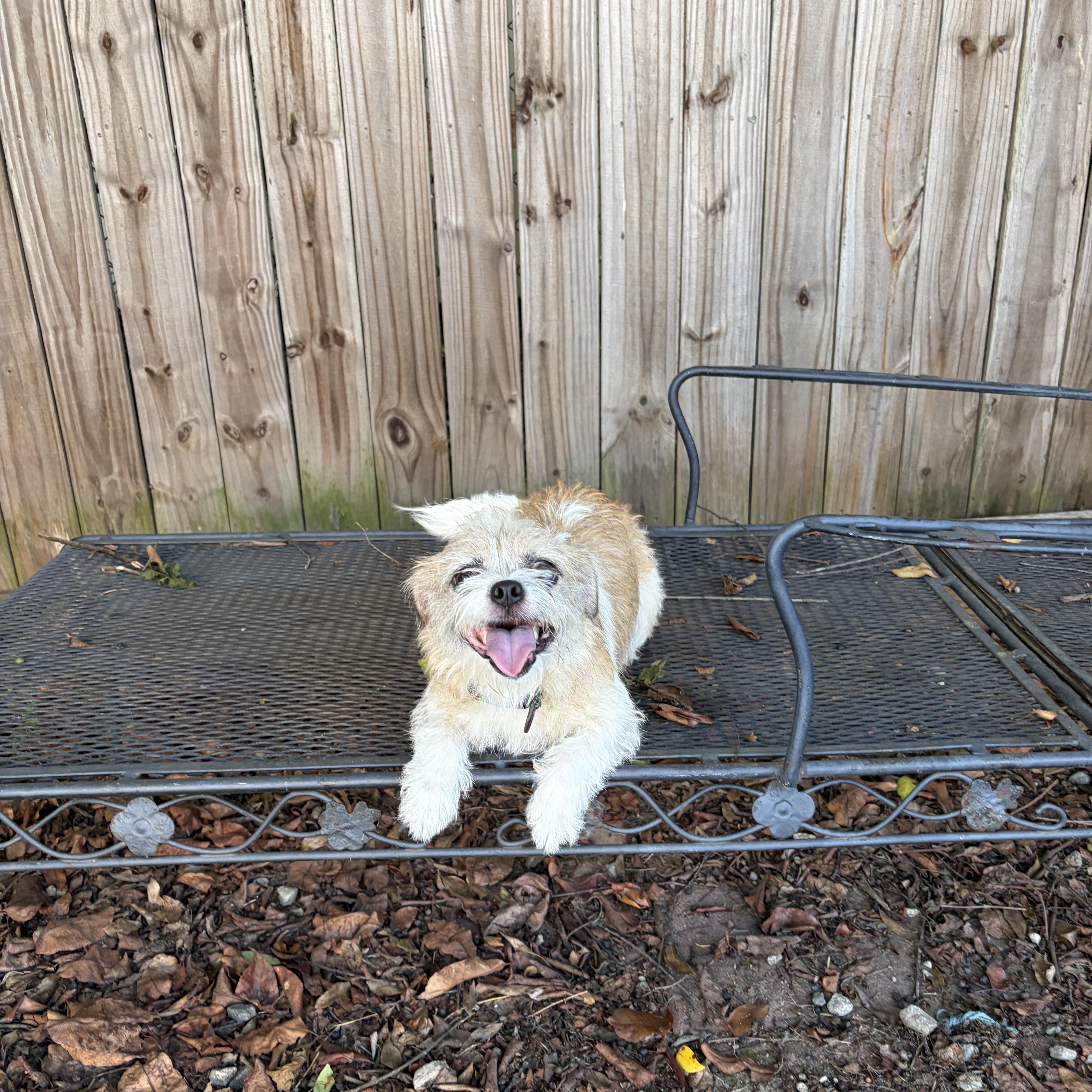 Lola thumbnail 3