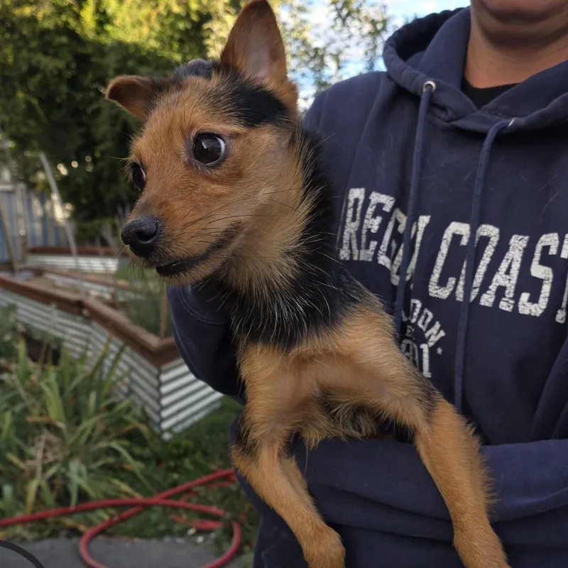 An adult small-sized male Black Mixed Breed dog named Spike for adoption in Klamath Falls, OR