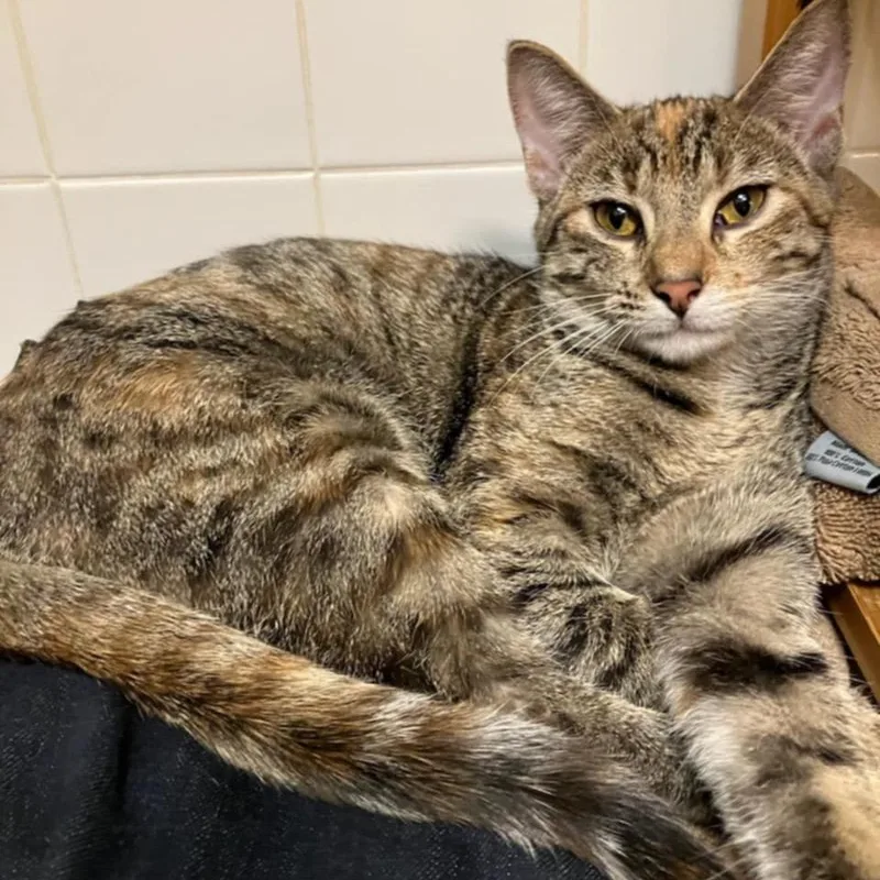 Oatmeal Creme Pie thumbnail 2