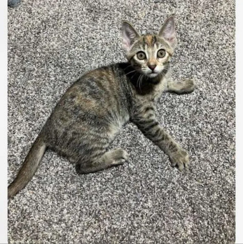 Oatmeal Creme Pie thumbnail 3