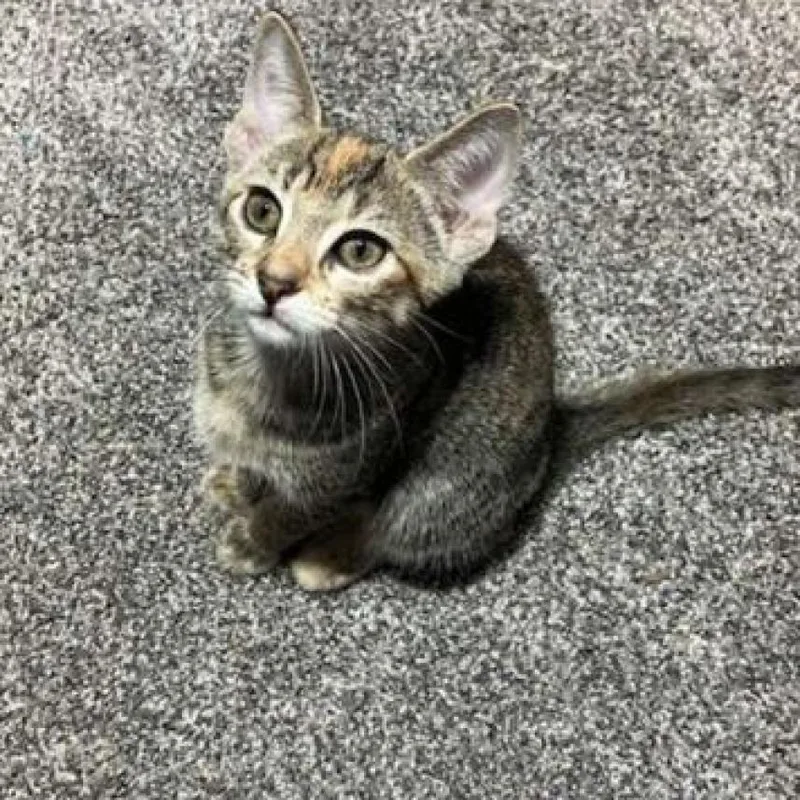 Oatmeal Creme Pie thumbnail 4