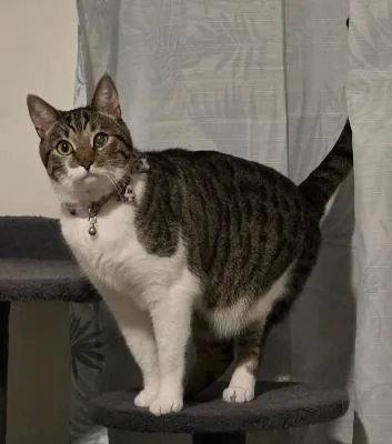 An adult medium-sized female Tabby (Brown / Chocolate) Domestic Short Hair cat named Bella Green for adoption in oceanside, CA