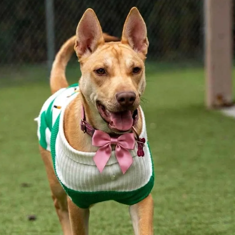 A young medium-sized female Apricot / Beige Australian Cattle Dog / Blue Heeler dog named Mary Jay for adoption in Houston, TX