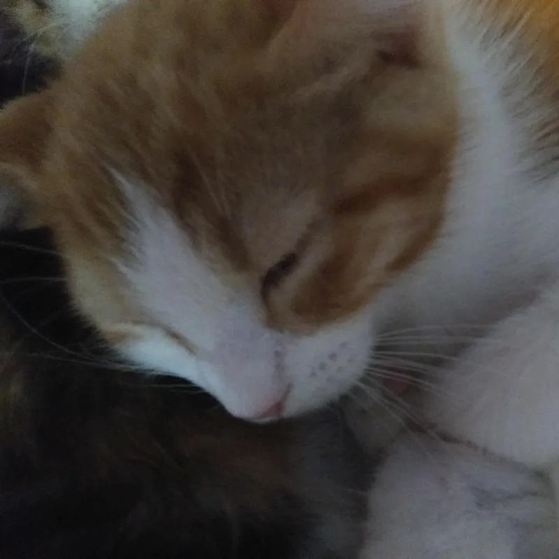 Hank thumbnail 2