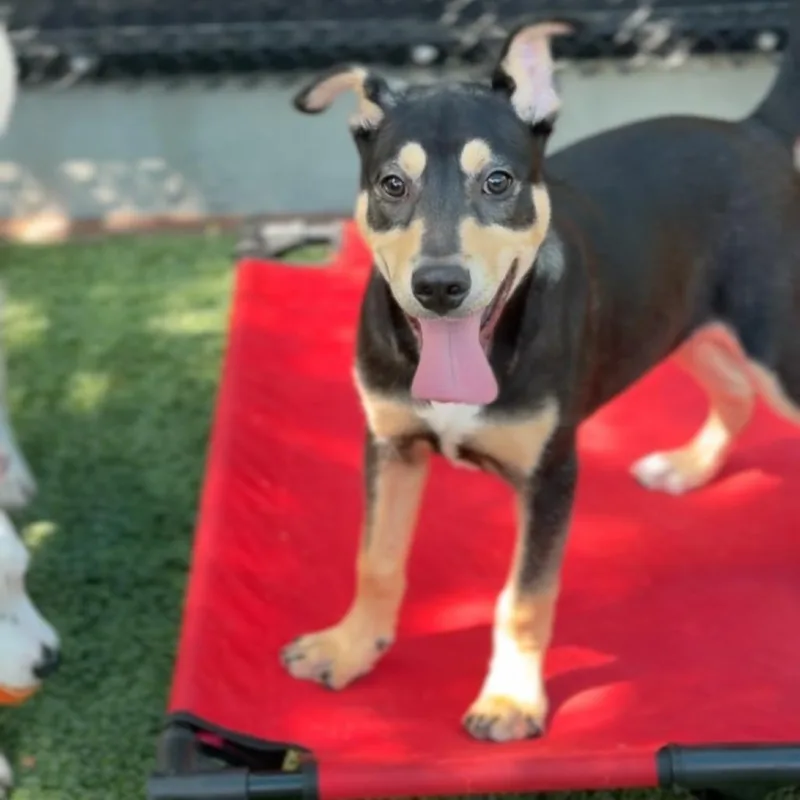 Bon Bon A thumbnail 2