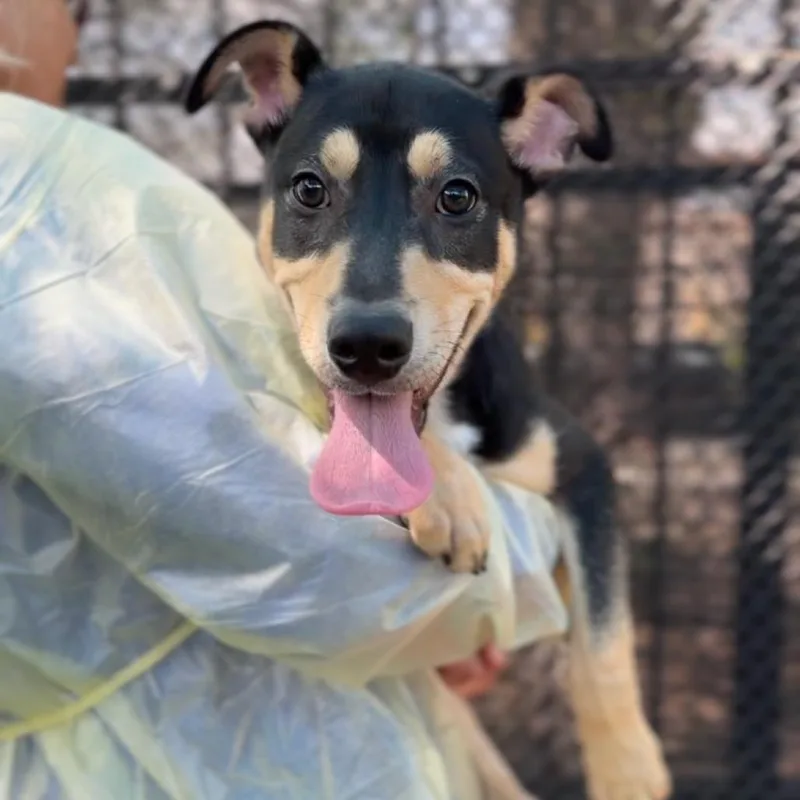 Bon Bon A thumbnail 3