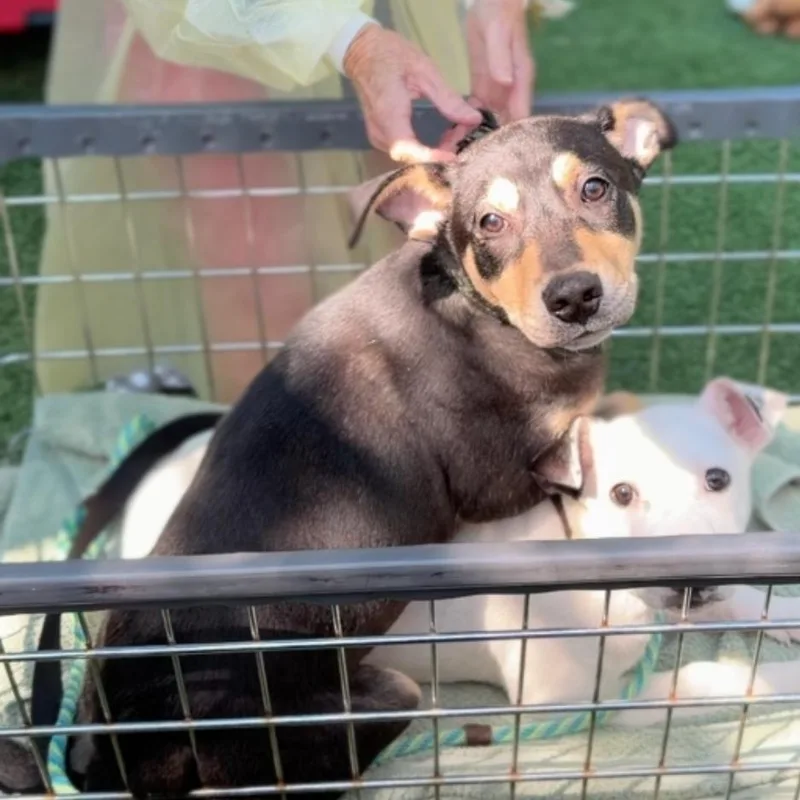 Bon Bon A thumbnail 4