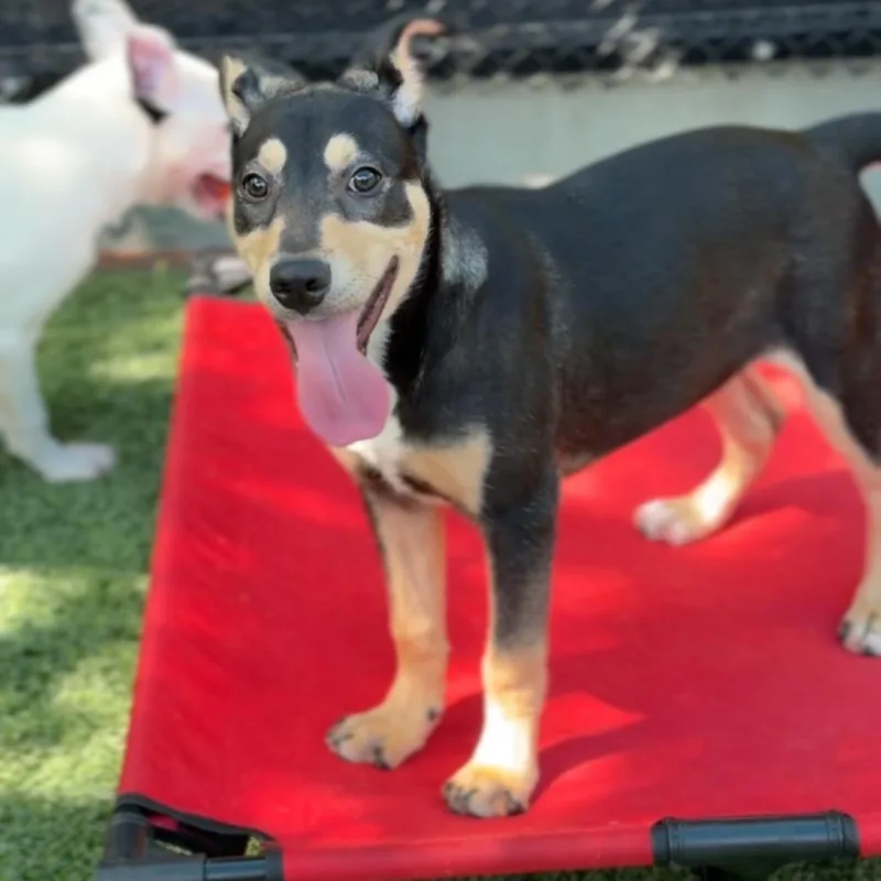 Bon Bon A thumbnail 6