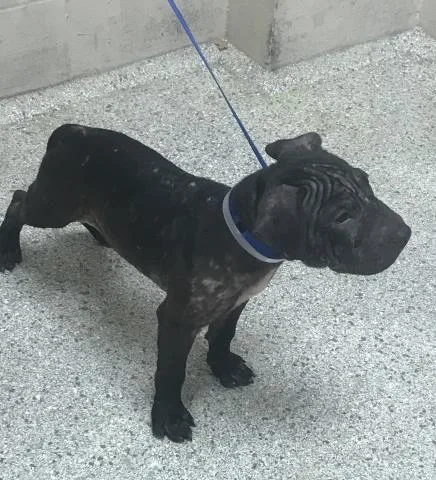 A young small-sized female Shar-Pei dog named Glow for adoption in Conroe, TX