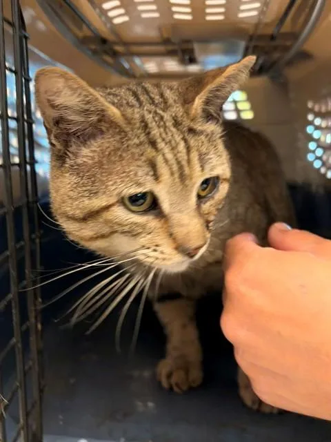An adult small-sized male Domestic Short Hair cat named Little Boy for adoption in Rancho Cucamonga, CA