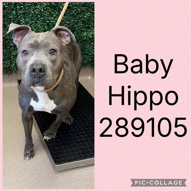 An adult medium-sized female Pit Bull Terrier dog named Baby Hippo for adoption in Macon, GA