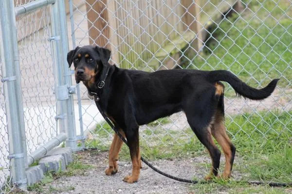 A young large-sized female Mixed Breed dog named Twiggy for adoption in Melbourne, FL