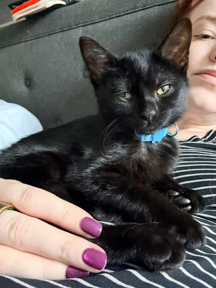 A baby small-sized female Domestic Short Hair cat named Raptor for adoption in Chicago, IL