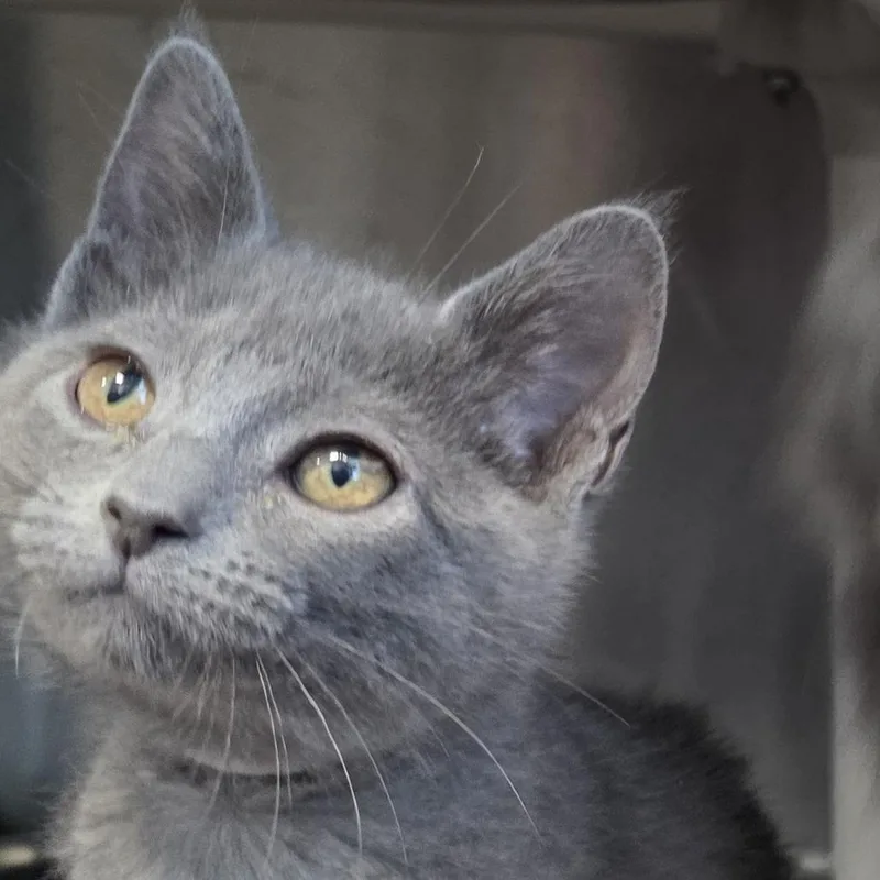 A baby small-sized female Gray / Blue / Silver Domestic Short Hair cat named Chicklet for adoption in Fort Wayne, IN