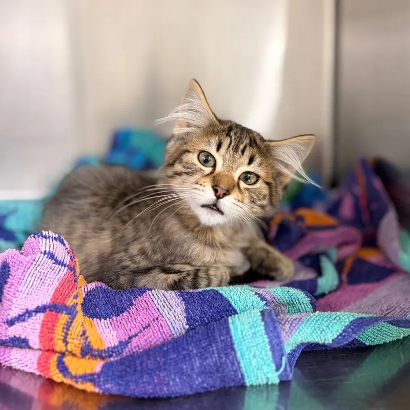 A baby small-sized female Buff / Tan / Fawn Domestic Medium Hair cat named Elena for adoption in Spokane, WA