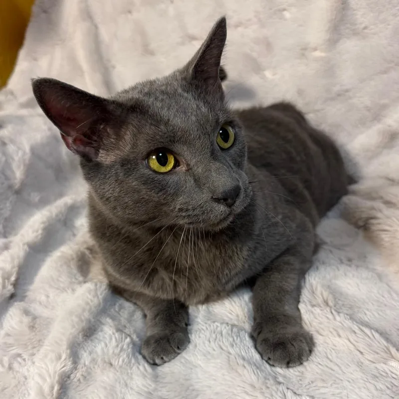 An adult extra large-sized female Gray / Blue / Silver Domestic Short Hair cat named Lulu for adoption in Flower Mound, TX