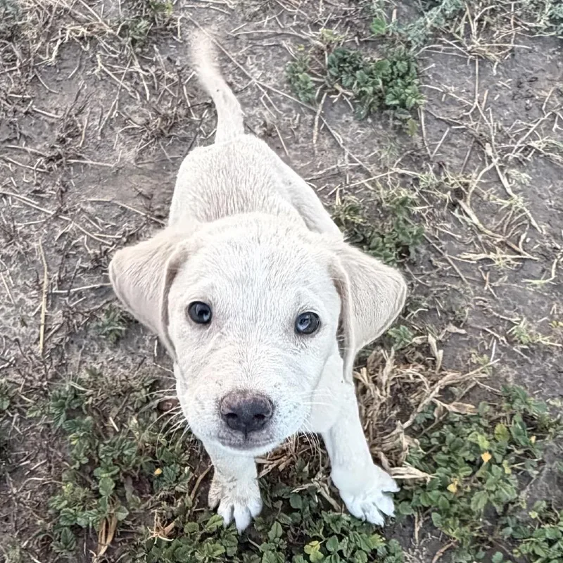 A baby small-sized male Golden Retriever dog named Waffle for adoption in Edinburg, TX