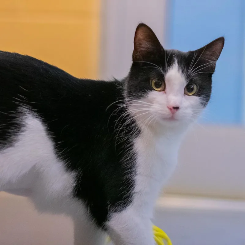 An adult medium-sized female Domestic Short Hair cat named Smidgen for adoption in South Bend, IN