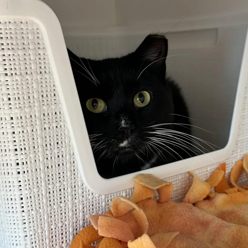 A young medium-sized female Black & White / Tuxedo Domestic Short Hair cat named Lola for adoption in Manassas, VA
