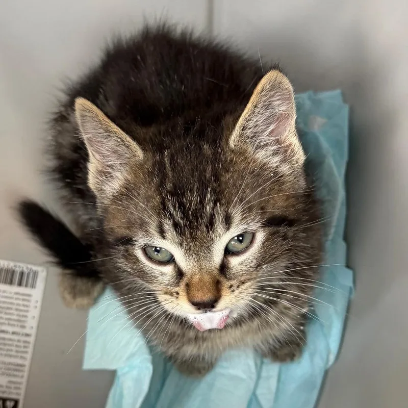 A baby small-sized male Black Domestic Medium Hair cat named Oreo for adoption in Marshall, TX