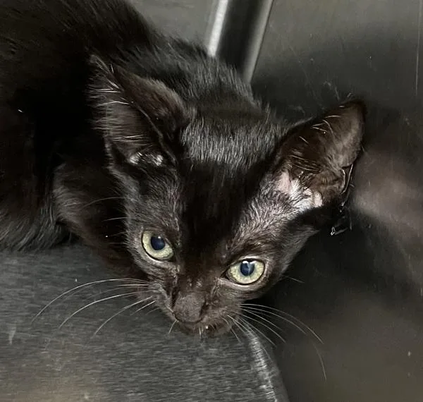 A baby small-sized male Domestic Short Hair cat named Lamine for adoption in Stratham, NH