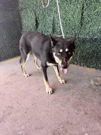 An adult large-sized male Black Shepherd dog named 61069268 for adoption in El Paso, TX