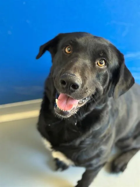 An adult extra large-sized male Labrador Retriever dog named A for adoption in Visalia, CA