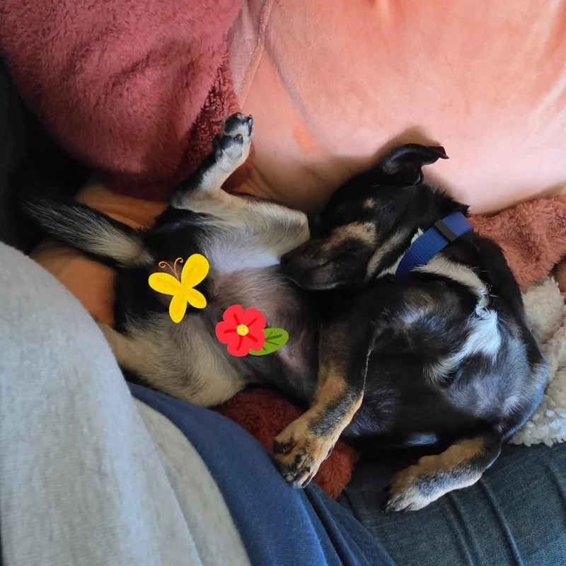 Mickey