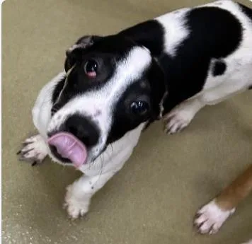 A baby medium-sized male Mixed Breed dog named Moo for adoption in West Chester, PA