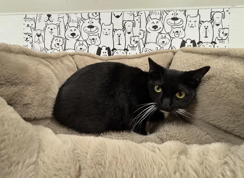 A young large-sized female Domestic Short Hair cat named Cali for adoption in San Pedro, CA