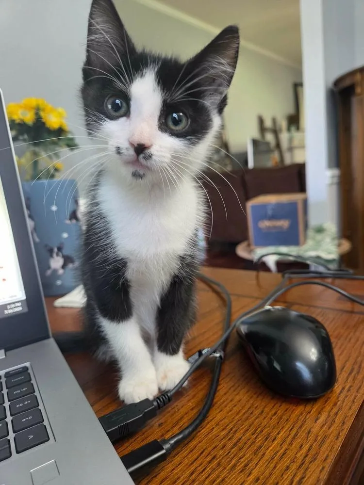 A baby small-sized female Black & White / Tuxedo Domestic Short Hair cat named Freckles for adoption in WARNER ROBINS, GA