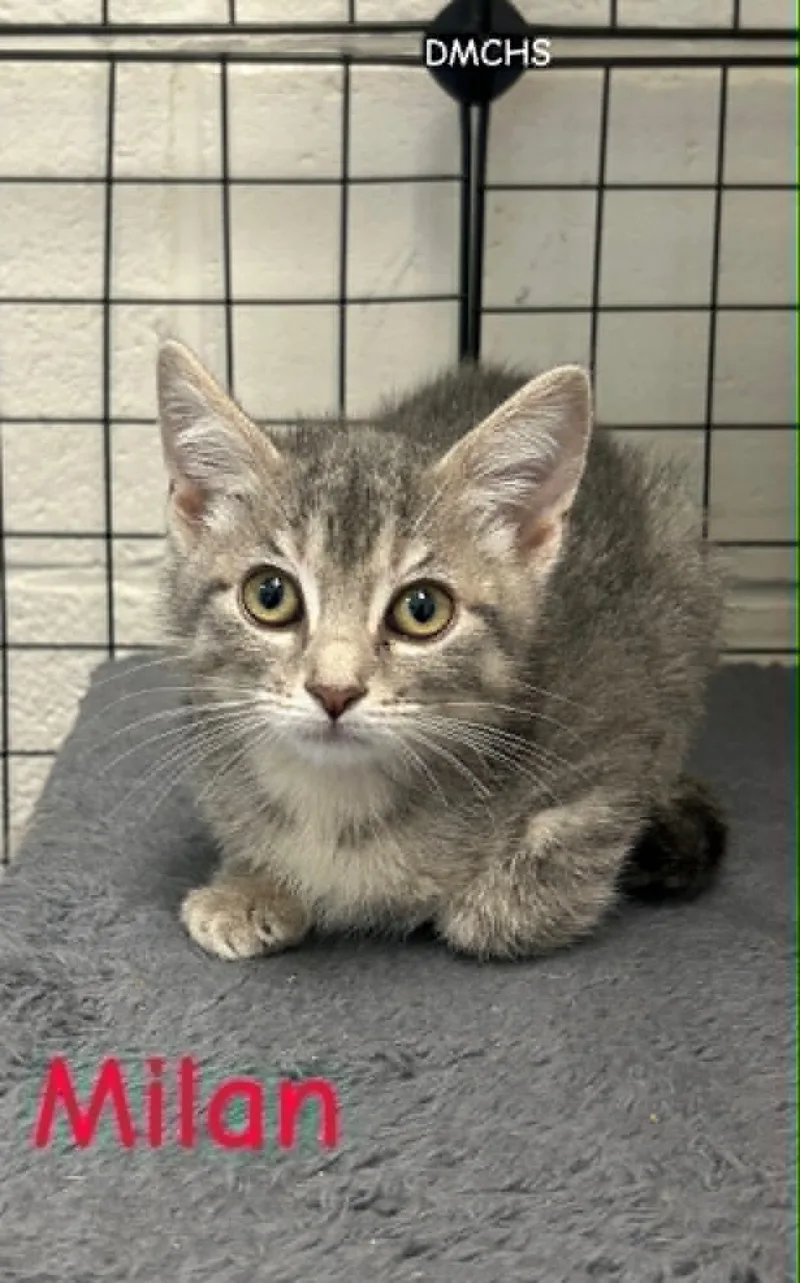 A baby small-sized female Tabby (Gray / Blue / Silver) Domestic Short Hair cat named Milan for adoption in Burlington, IA