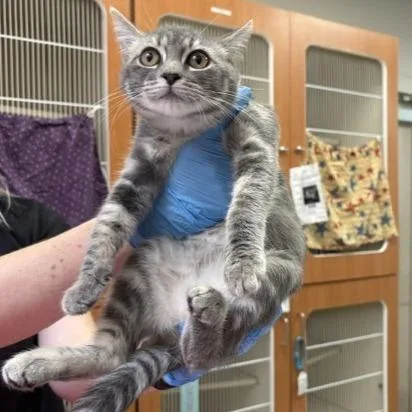 A baby small-sized female Domestic Short Hair cat named Hailee Jr. for adoption in Murray, UT
