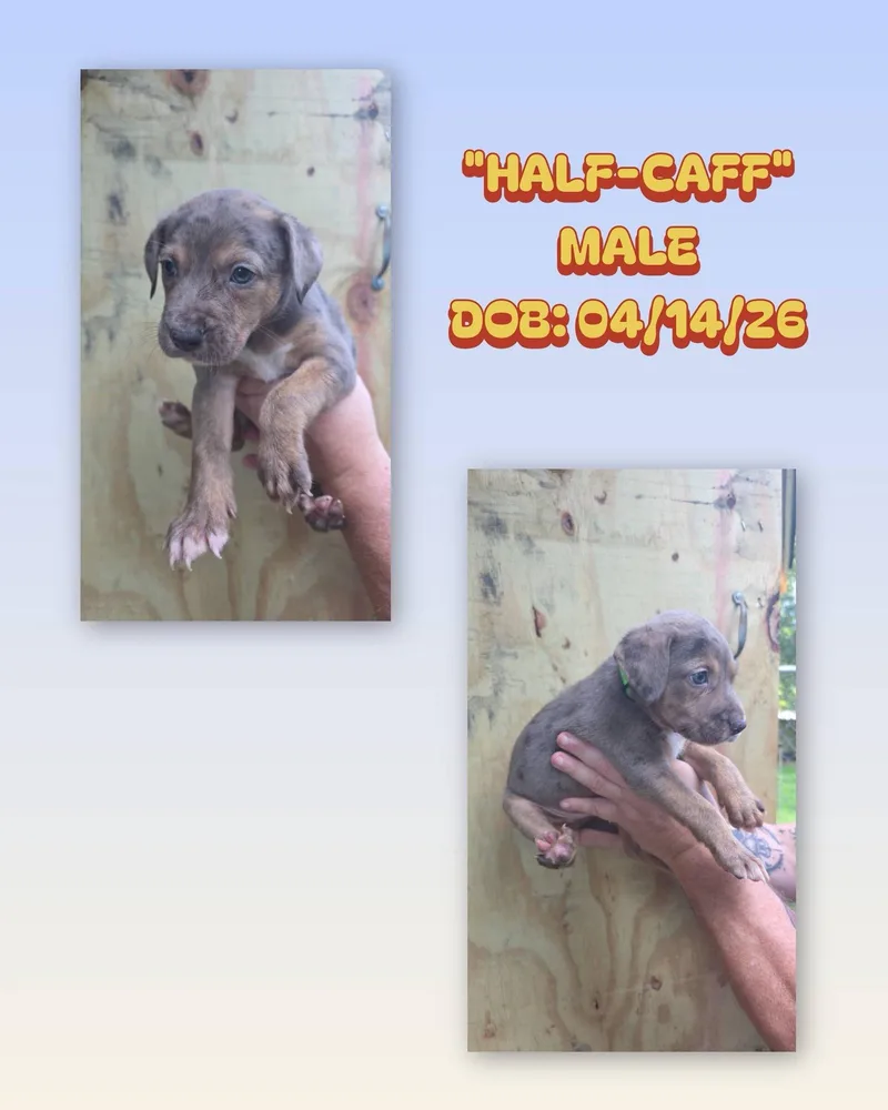 A baby medium-sized male Gray / Blue / Silver Catahoula Leopard Dog dog named Half Caff for adoption in Baker, LA