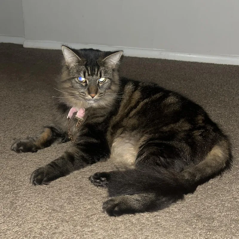 An adult large-sized female Domestic Medium Hair cat named Lacey for adoption in Matteson, IL