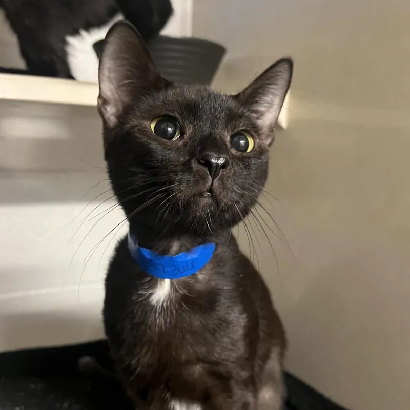 An adult medium-sized male Domestic Short Hair cat named Dino for adoption in Fairport, NY