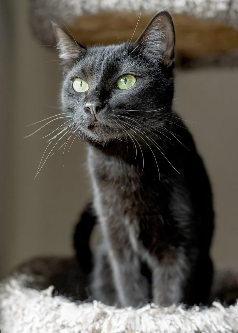 A young medium-sized female Black Domestic Short Hair cat named Friendly for adoption in Buford, GA