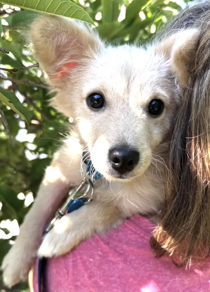 A baby small-sized male Apricot / Beige Pomeranian dog named Toulouse for adoption in Pasadena, CA