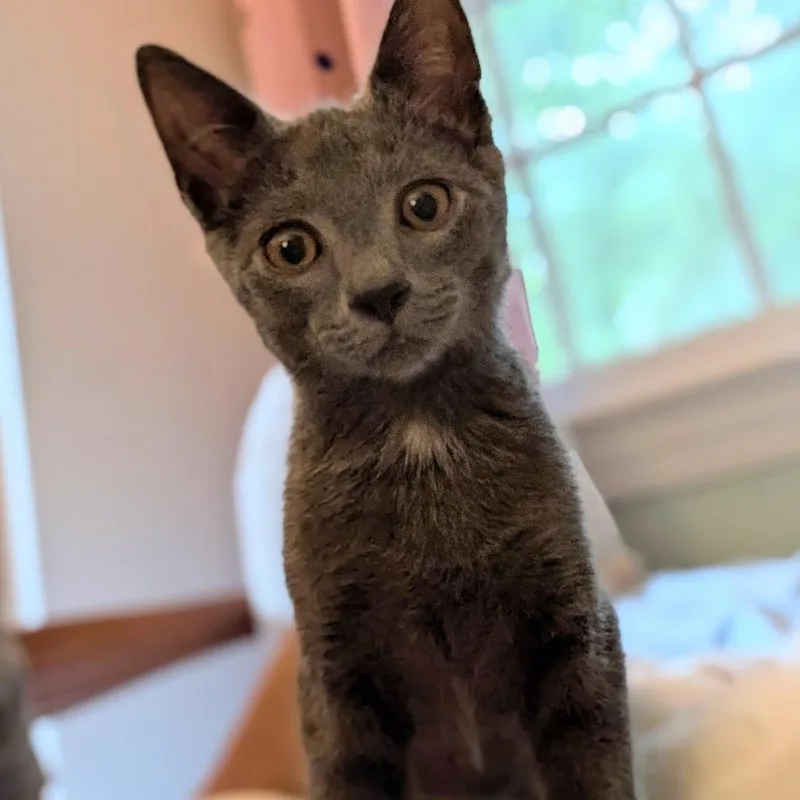 A baby small-sized male Gray / Blue / Silver Domestic Short Hair cat named Gilbert for adoption in Chattanooga, TN