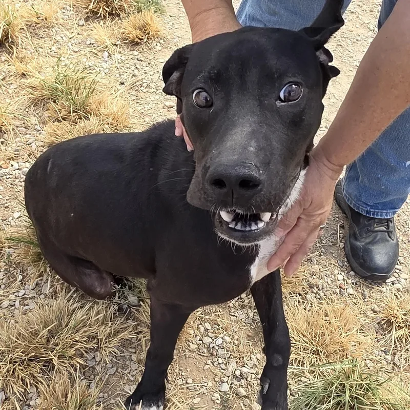 An adult medium-sized male Black Labrador Retriever dog named Blackjack for adoption in Clyde, TX