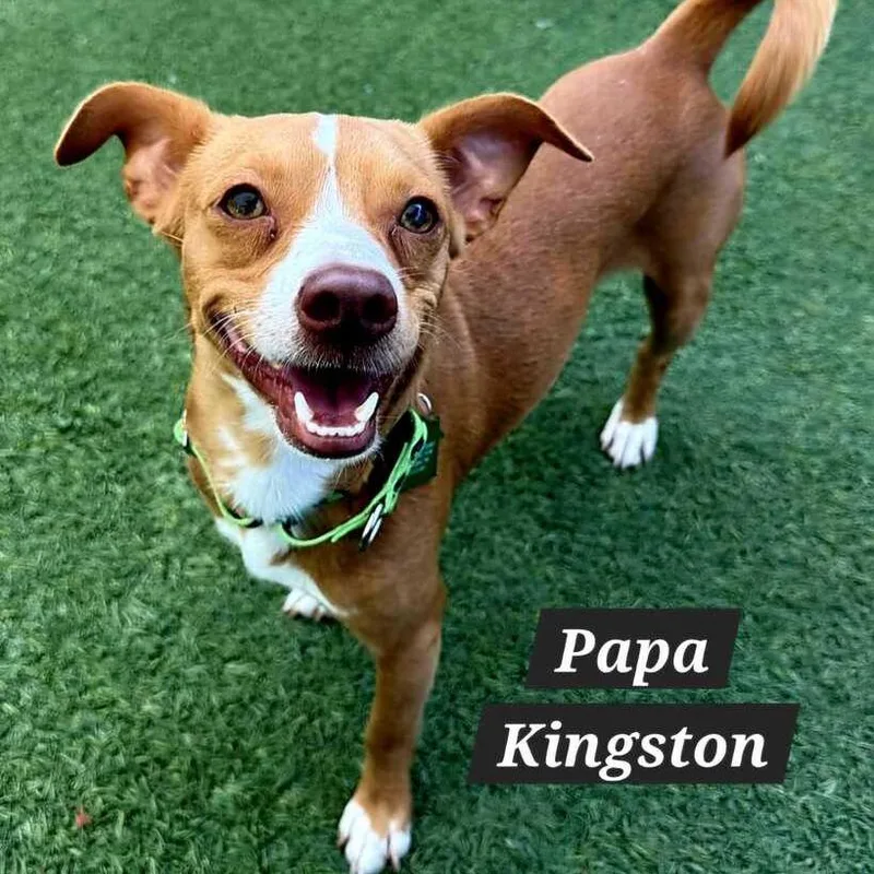 A baby small-sized female Terrier dog named Horchata for adoption in San Diego, CA