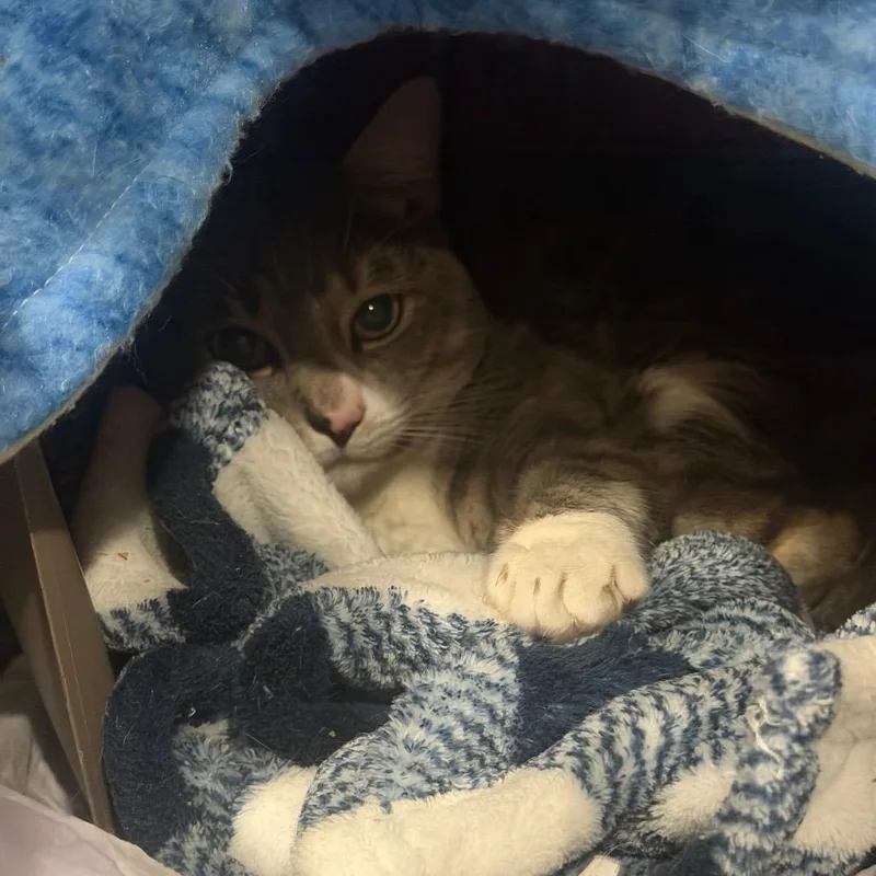 A young medium-sized male Gray / Blue / Silver Domestic Short Hair cat named Kruze for adoption in Middle Village, NY