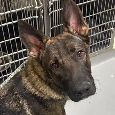An adult large-sized male Black Mixed Breed dog named Zebulon for adoption in Asheville, NC