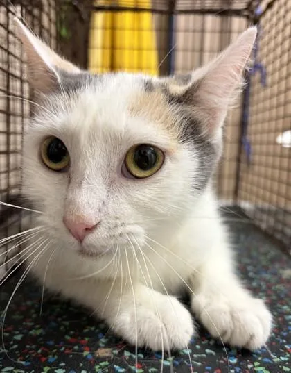 A young small-sized female Domestic Short Hair cat named Sweater for adoption in New Albany, IN