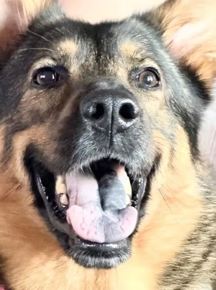 An adult medium-sized female German Shepherd Dog dog named Nala for adoption in Houston, TX
