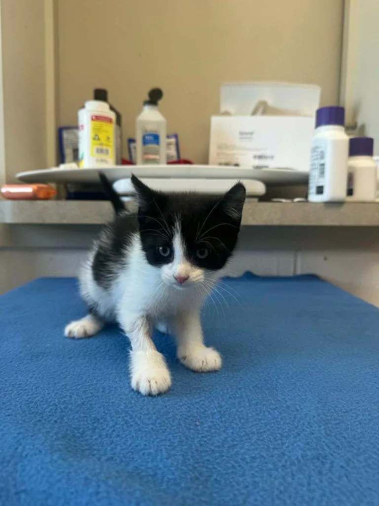 A baby medium-sized male Domestic Short Hair cat named Chippy Dippy Dopey Dupp for adoption in Marion, OH