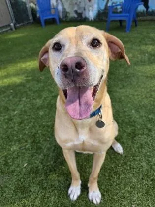 An adult large-sized male Labrador Retriever dog named Cosmo for adoption in Savannah, GA