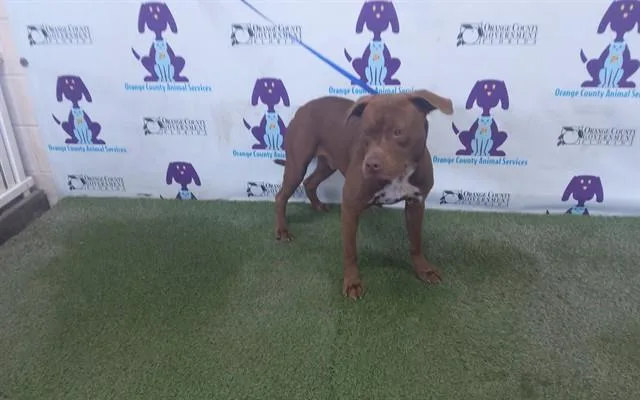 A young large-sized male Pit Bull Terrier dog named A for adoption in Orlando, FL