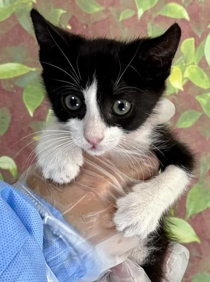 A baby small-sized female Domestic Short Hair cat named Moo for adoption in San Antonio, TX